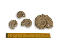 F 03898
<br/>
<br/>
<em></em>